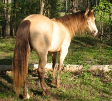 Conley’s Classic Caper, buckskin silver Rocky Mountain Horse kanca