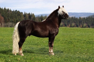 Mosottsörényű májsárga feketeerdei ló.