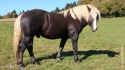Flaxen liver chestnut (mosottsörényű májsárga) színű feketeerdei ló.