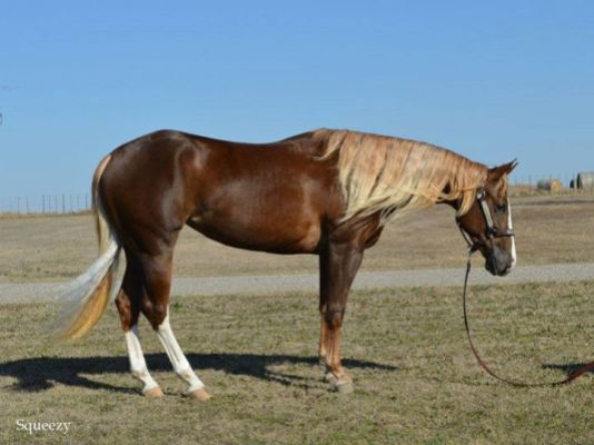 Mosottsörényű májsárga quarter horse: a rövidszőrök árnyalata tipikusan sárga árnyalat, a sörény és farok nem egységesen világos, illetve nem hófehér.