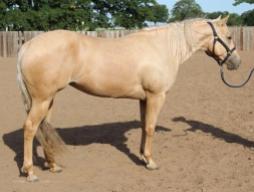 A palomino lovak néha extrémen világos árnyalatot is felvehetnek, de ugyanazok a tulajdonságok jellemzőek rájuk, mint általában a palominókra. Jól megfigyelhető, hogy a Pangare-génnel ellentétben a Cream-gén egységesen világosít.